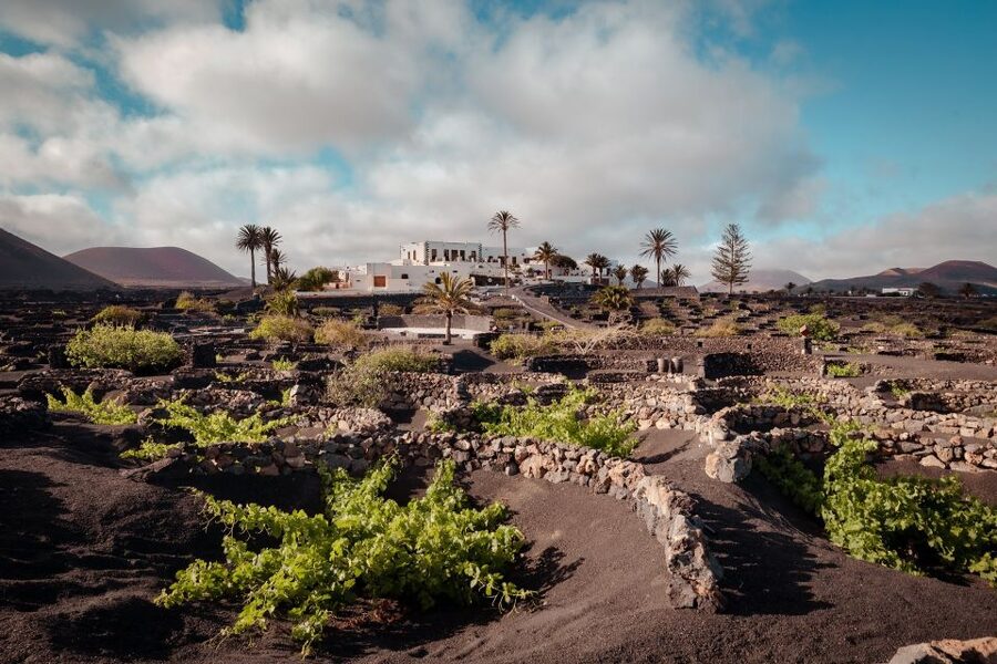 Lanzarote: Vineyard Tour with Wine and Chocolate Tasting - Should you book the Finca Testeina wine tour?