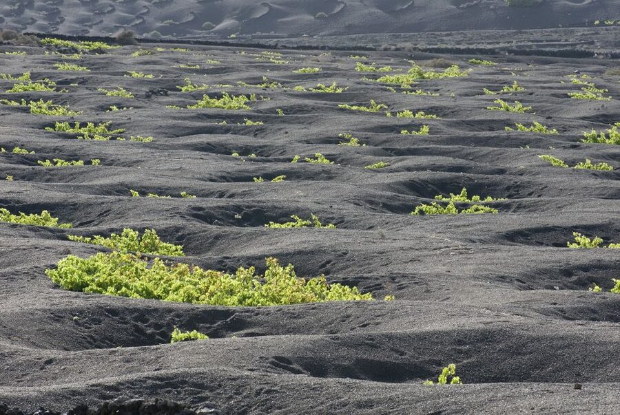 Lanzarote: Vineyard Tour with Wine and Chocolate Tasting - Is $28 a good value?