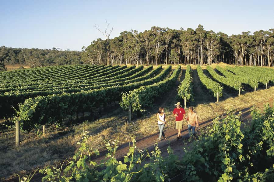 Margaret River, Chocolate, Wine & Coast Day Trip from Perth - Key points before you book