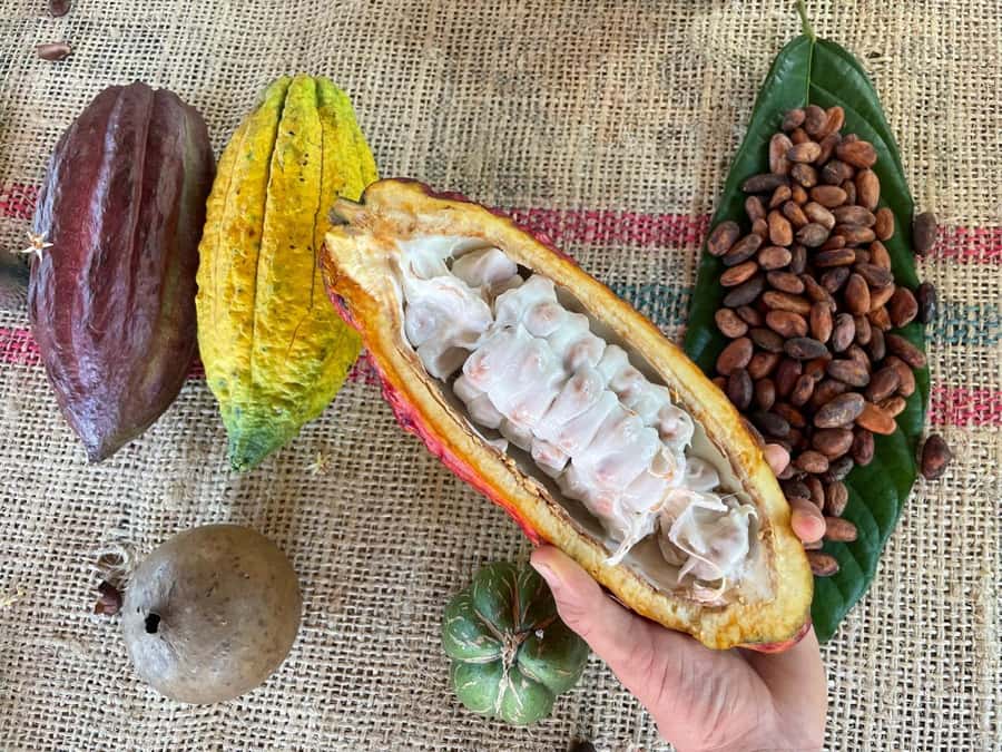 Medellín: Chocolate Tour & Exfoliation in beautiful river - From cacao tree to chocolate bar