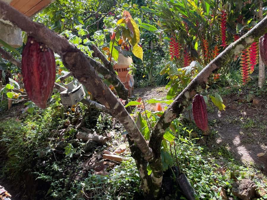 Medellín: Chocolate Tour & Exfoliation in beautiful river - The clear river and cocoa butter exfoliation