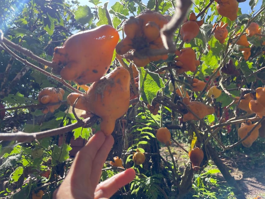 Medellín: Chocolate Tour & Exfoliation in beautiful river - Is $170 a fair price?
