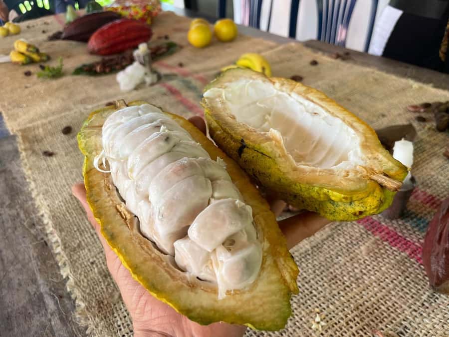 Medellín: Chocolate Tour & Exfoliation in beautiful river - Practical advice before you go