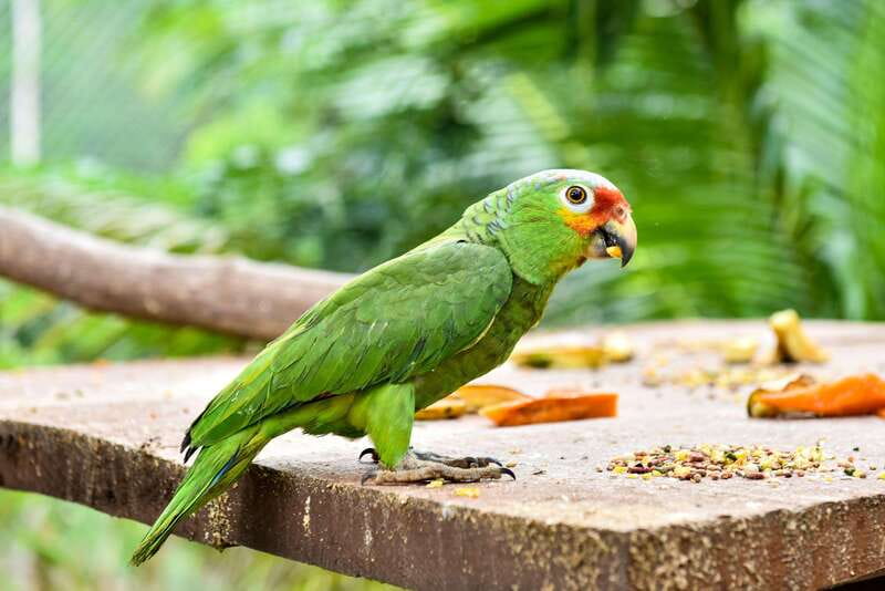 Mérida: Uxmal, Cenote and Chocolate Museum Choco-Story - Should you book the Uxmal and Choco-Story tour?