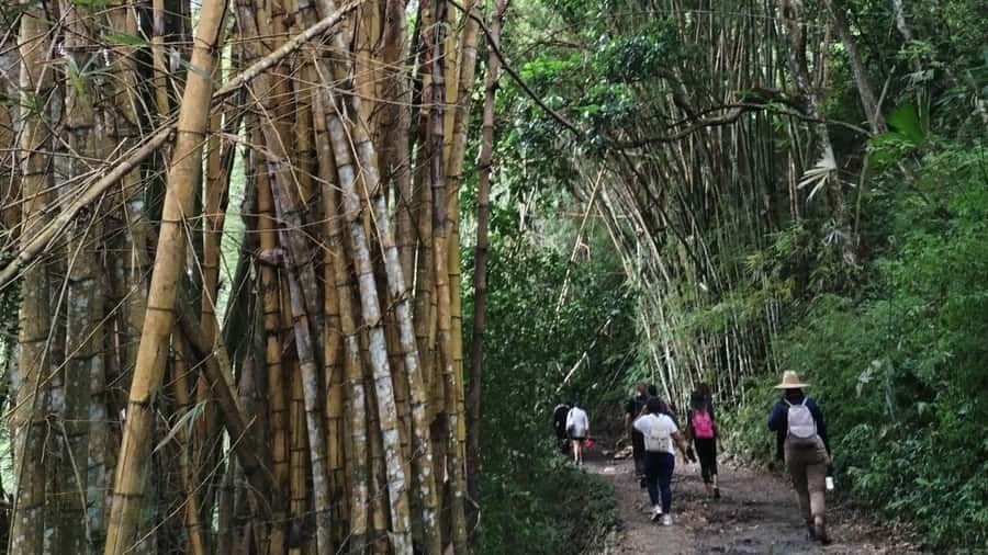 Minca: Hidden Waterfall + Coffee and Cocoa Workshop - Five things that make this Minca day trip useful