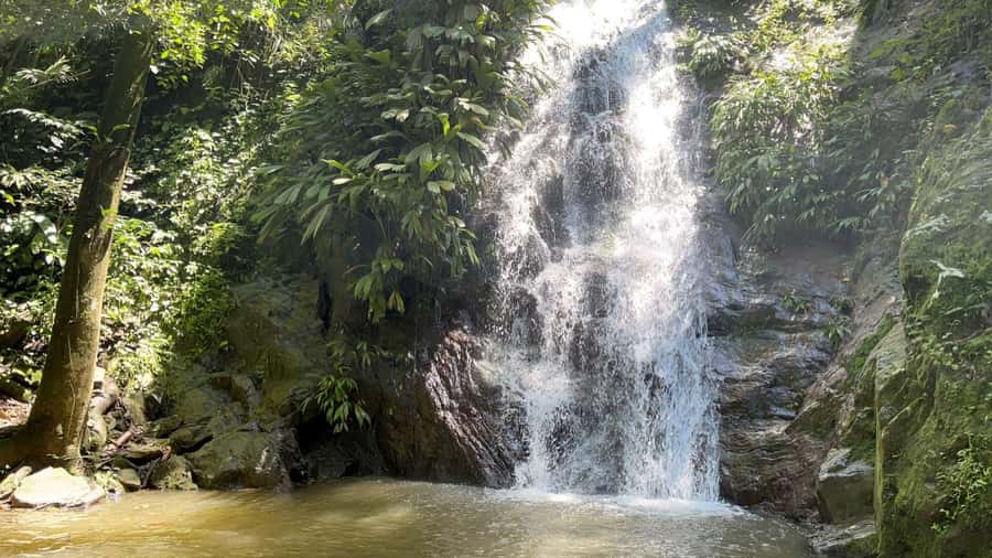 Minca: Hidden Waterfall + Coffee and Cocoa Workshop - The first 50-minute walk through Minca
