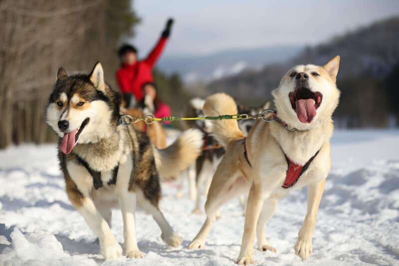 Mont-Tremblant: Guided Dogsledding Tour with Hot Chocolate - One hour through Mont-Tremblant’s pine forests