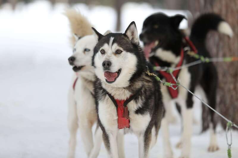 Mont-Tremblant: Guided Dogsledding Tour with Hot Chocolate - Hot chocolate in the yurt