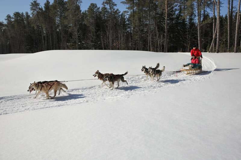 Mont-Tremblant: Guided Dogsledding Tour with Hot Chocolate - Should you book the Mont-Tremblant dogsledding tour?