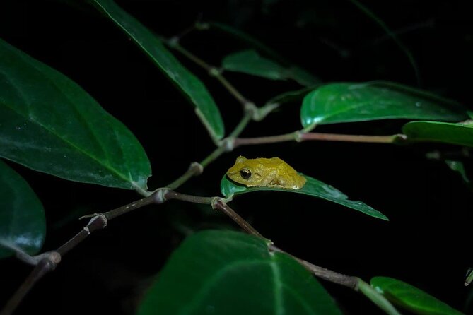 Monteverde Coffee, Chocolate and Night Tour - Three Monteverde experiences in one evening