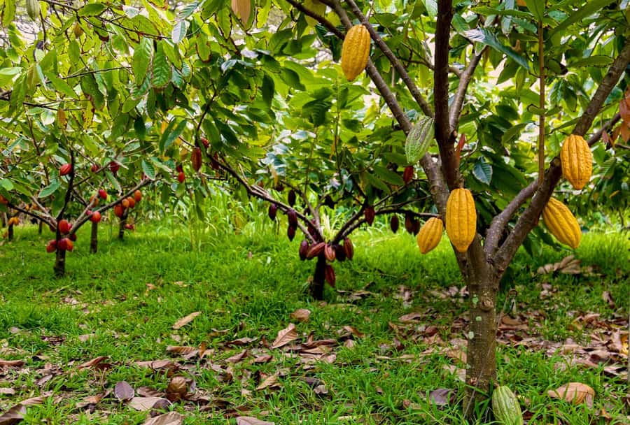 Oahu: Chocolate Farm Tour with Tasting - Kamananui Cacao - Walking through the working cacao orchard
