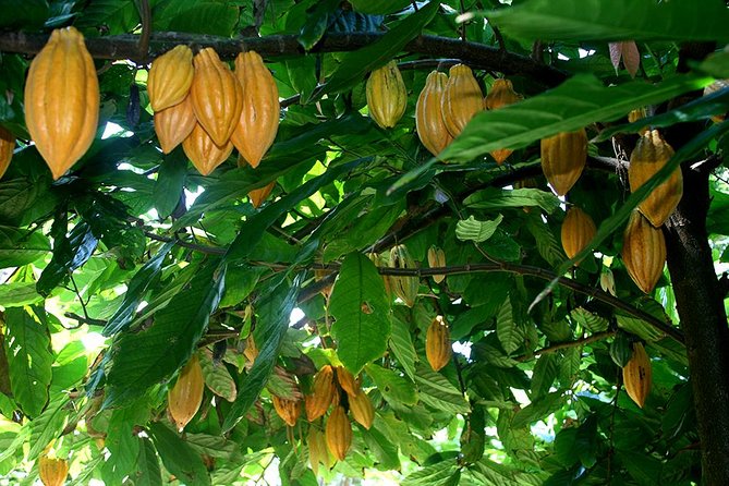 Princeville Botanical Gardens Tour and Chocolate Tasting Ticket - A three-hour garden walk with a chocolate break