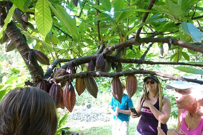 Princeville Botanical Gardens Tour and Chocolate Tasting Ticket - The cacao grove and raw nib tasting