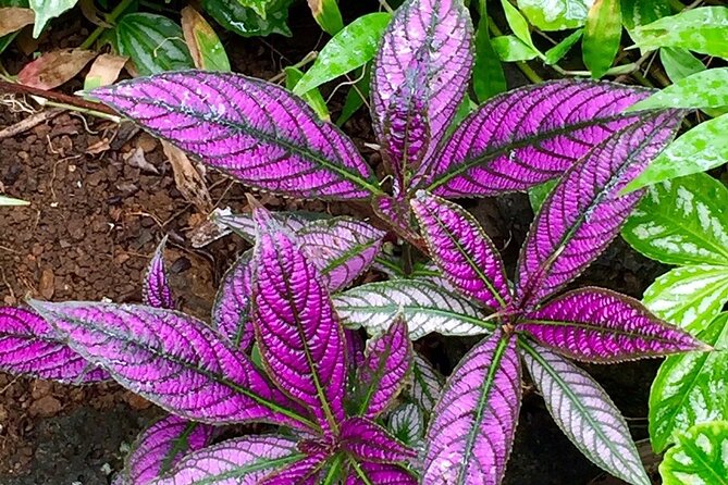 Princeville Botanical Gardens Tour and Chocolate Tasting Ticket - Anini Creek and the return through dense planting
