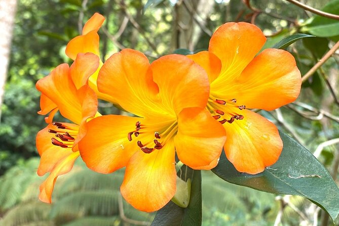 Princeville Botanical Gardens Tour and Chocolate Tasting Ticket - Mosquitoes, rain, and the gear you should use