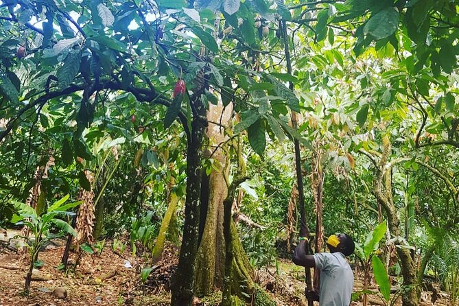 Private Chocolate Making Class - From Organic Cacao Bean to Finished Chocolate