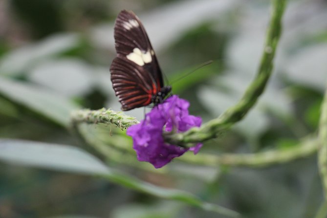 Private Full-Day Mindo Cloud Forest,Butterfly Farm, Chocolate Tour bird watching - Tarabita cable car and the seven Mindo waterfalls