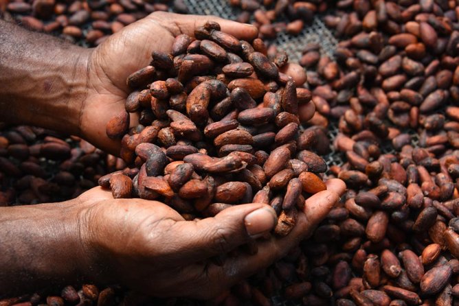 Private Tour to Aelan Chocolate Factory in Port Vila - A small factory with a larger purpose