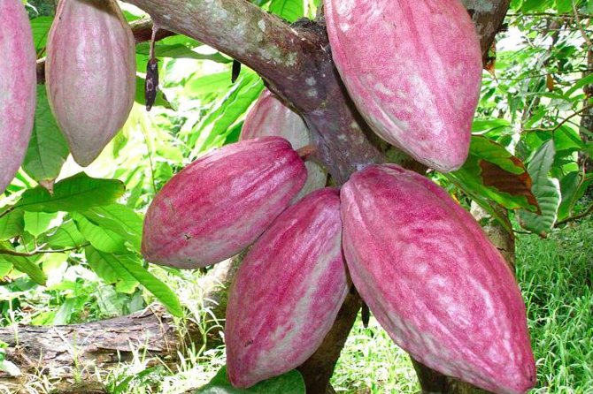 Private Tour to Aelan Chocolate Factory in Port Vila - Who will enjoy this Port Vila stop?