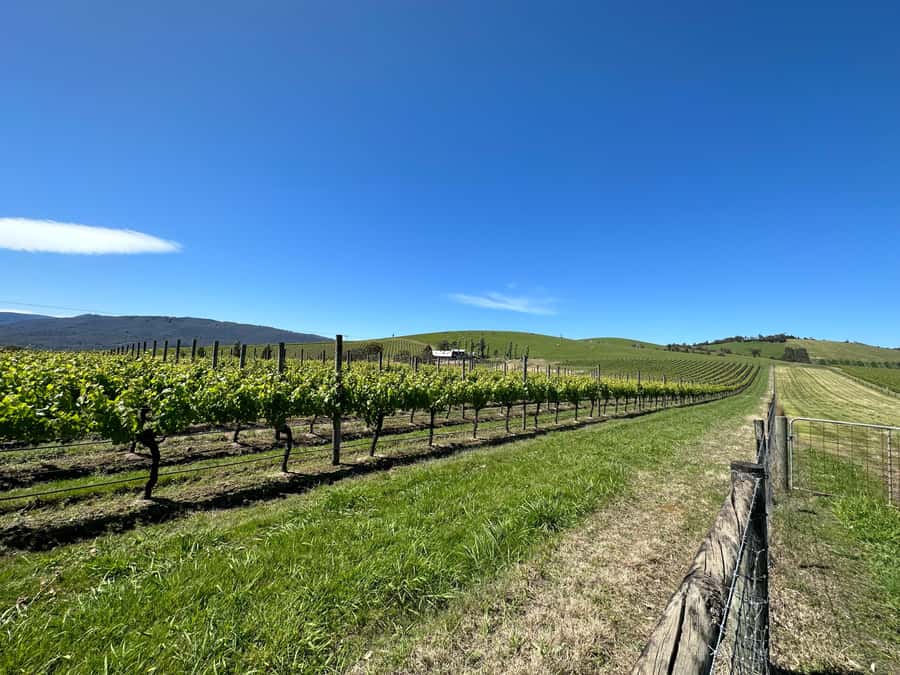 Private Tour: Yarra Valley Wine, Cheese, Gin & Chocolatrie - Leaving Melbourne for the Yarra Valley