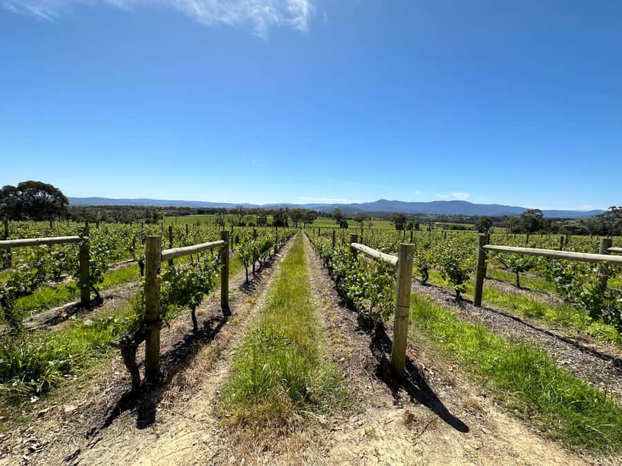 Private Tour: Yarra Valley Wine, Cheese, Gin & Chocolatrie - A realistic budget for six people