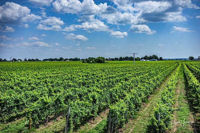 Private Wine and Chocolate Tour in Niagara Wine Region - What the guide adds to the day