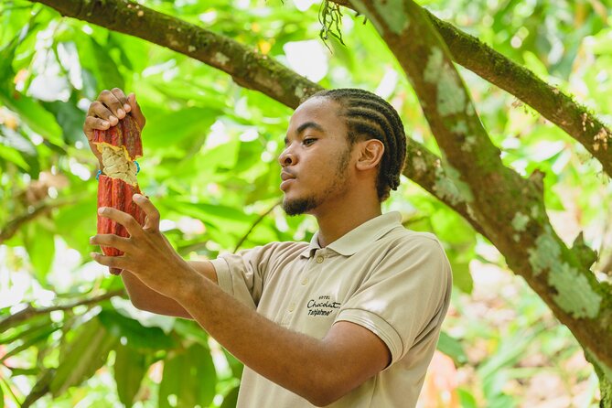 Project Chocolat Tree to Bar Tour at Hotel Chocolat Saint Lucia - Arriving at Project Chocolat in Rabot Estate