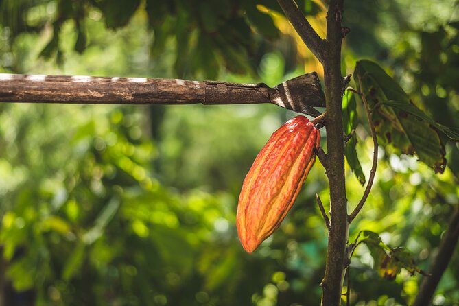 Project Chocolat Tree to Bar Tour at Hotel Chocolat Saint Lucia - Learning how cacao becomes chocolate