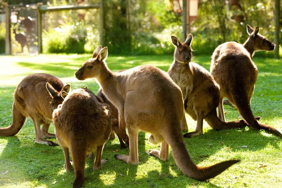 Puffing Billy, Healesville Sanctuary & Chocolatier - Yarra Valley Chocolaterie and the final sweet stop