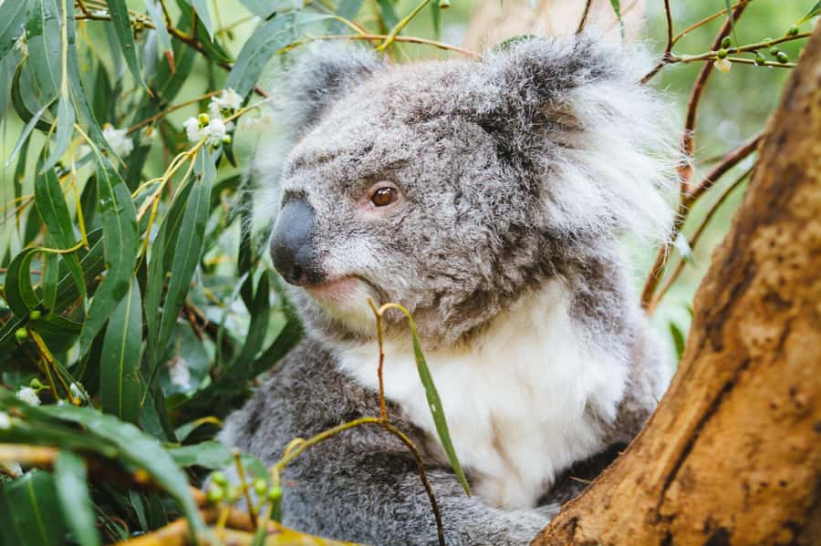 Puffing Billy, Healesville Sanctuary & Chocolatier - Should you book this Puffing Billy and wildlife tour?