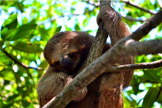 Roatan ATV Sightseeing, Sloth & Monkeys, Chocolate & Rum Factory - What the $135 price really covers