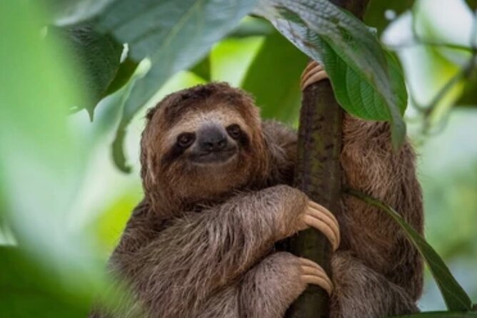 Roatán Island Tour: Sloth & Monkey Park, Rum, and Chocolate - Chocolate in a short visit
