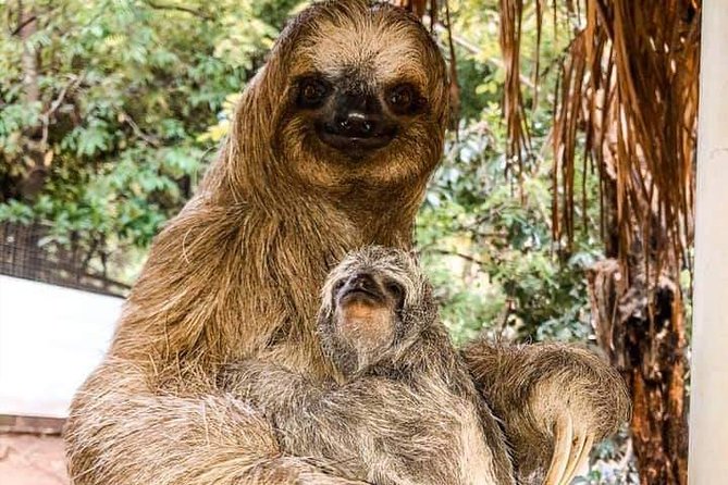 Roatan Monkey and Sloth Tour with Chocolate and Rum Factory - The viewpoint gives you your first wide look