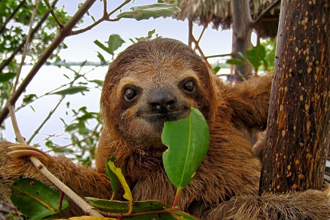 Roatan Zipline Adventure, Sloths & Monkeys,Chocolate Factory Tour - Sloths, monkeys, parrots, and a small sanctuary