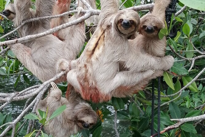 Roatan Zipline Adventure, Sloths & Monkeys,Chocolate Factory Tour - Who should book, and who should think twice