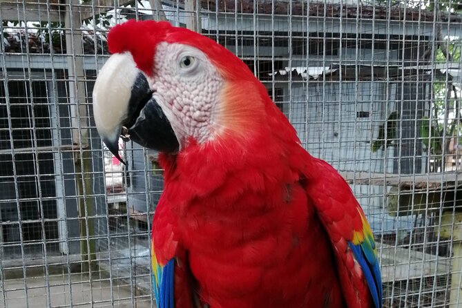 Roatan Zipline Adventure, Sloths & Monkeys,Chocolate Factory Tour - Jungle Top Adventures: the part worth the price