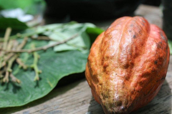 Rum & Chocolate Tasting Tour : Journey into Flavor - Marigot Bay Distillery and the rum tasting