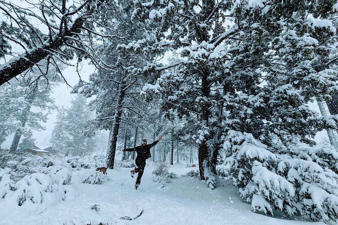 Snowshoe Tour Big Bear Lake with Hot Chocolate - A two-hour walk through Big Bear’s winter forest