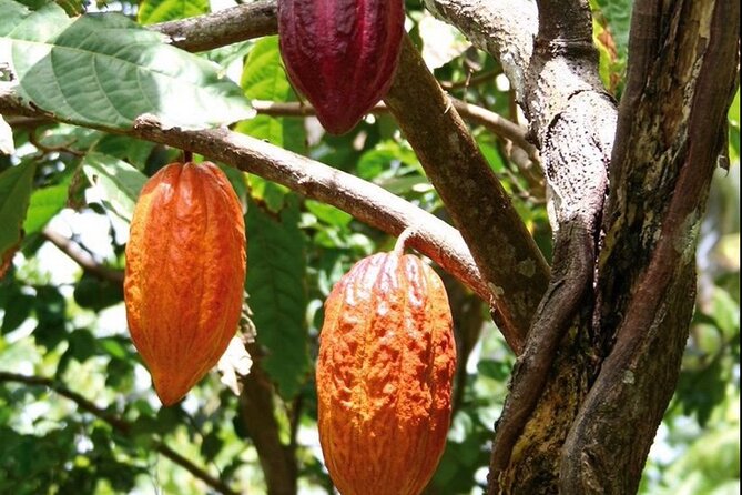 St Lucia Chocolate Making Marigot Bay & Souvenir Shopping - Marigot Bay viewpoint and photo time