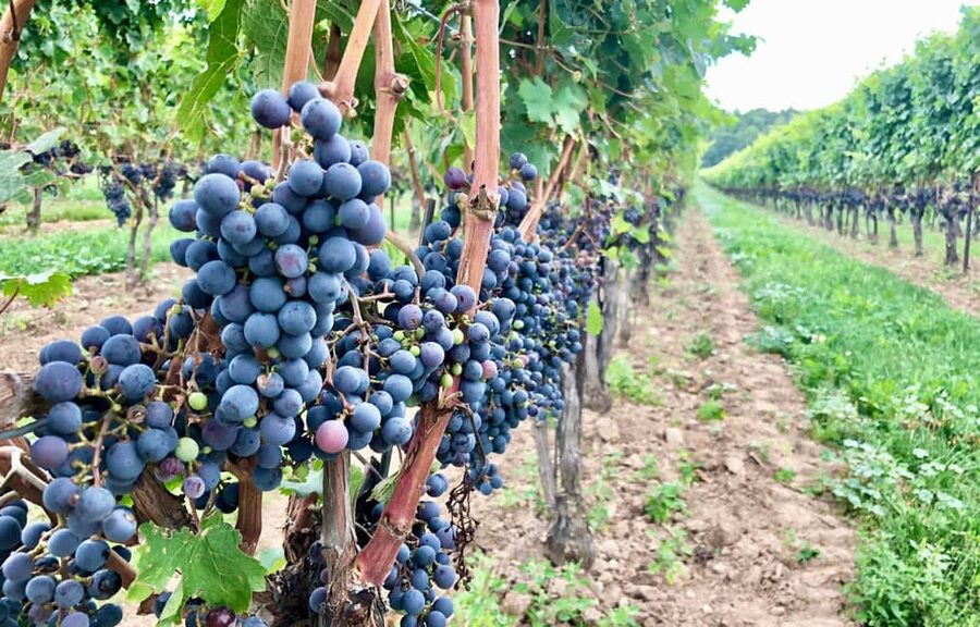 Toronto: Niagara-on-the-Lake, Wine Tasting & Chocolate Tour - Should you book this tour?