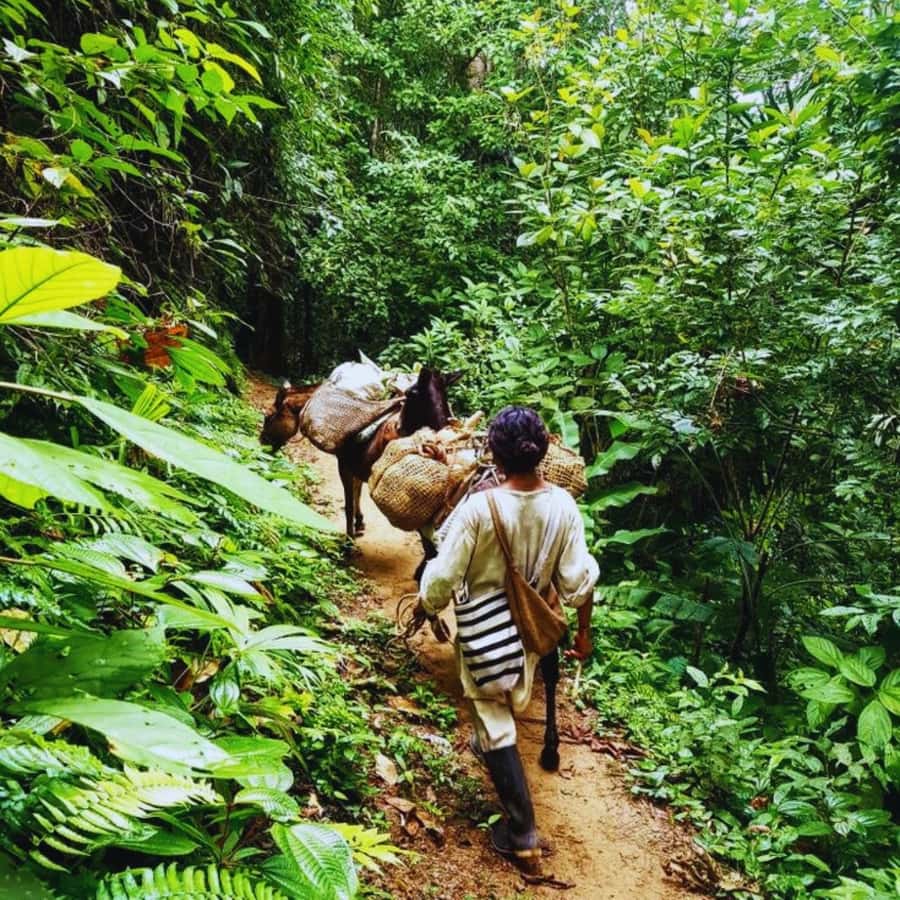 Trekking History and Indigenous Heritage in Minca + Cacao & Coffee + Waterfall - Key Points Before You Book
