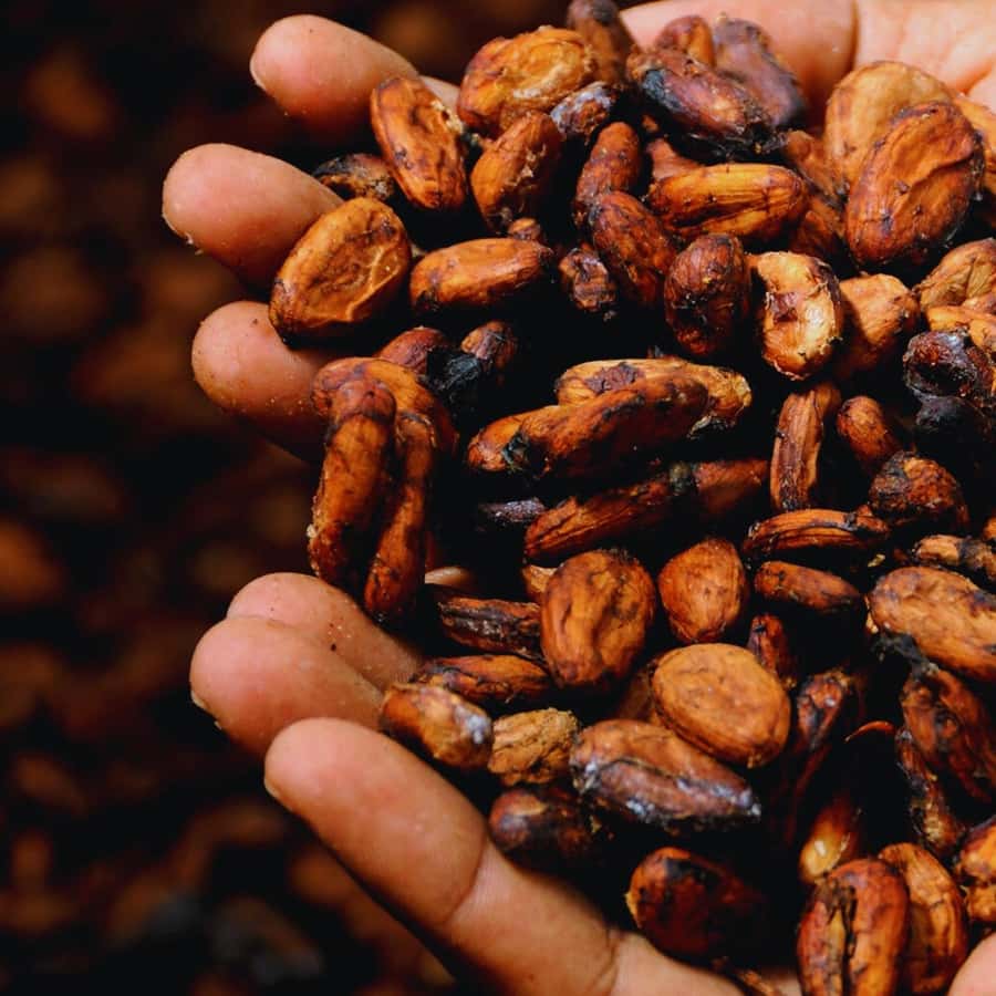 Trekking History and Indigenous Heritage in Minca + Cacao & Coffee + Waterfall - Should You Book It?