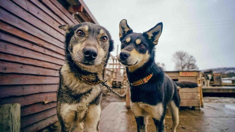 Tromsø: Husky Meet and Greet with Homemade Chocolate Cake - Is $103 good value?