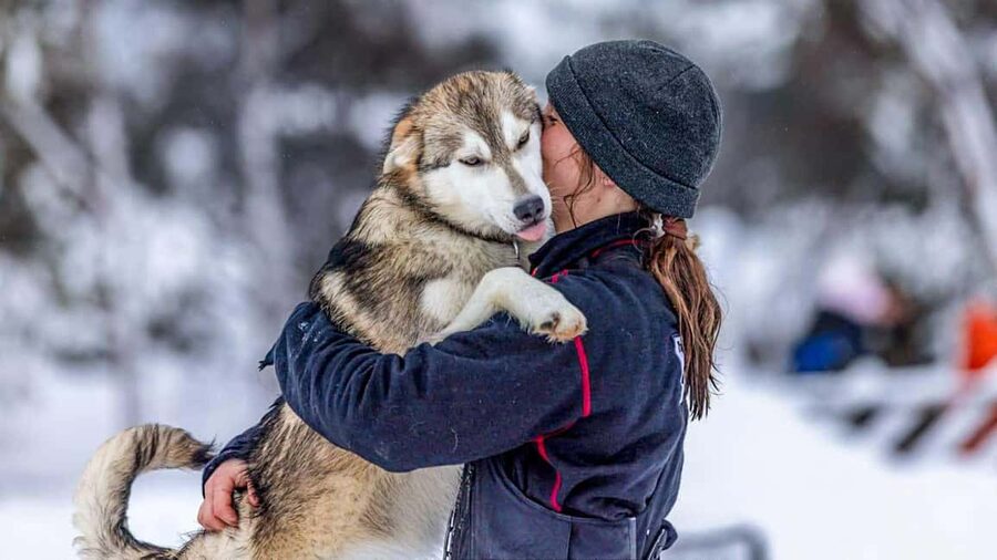 Tromsø: Husky Meet and Greet with Homemade Chocolate Cake - Meeting the huskies in the dog yard
