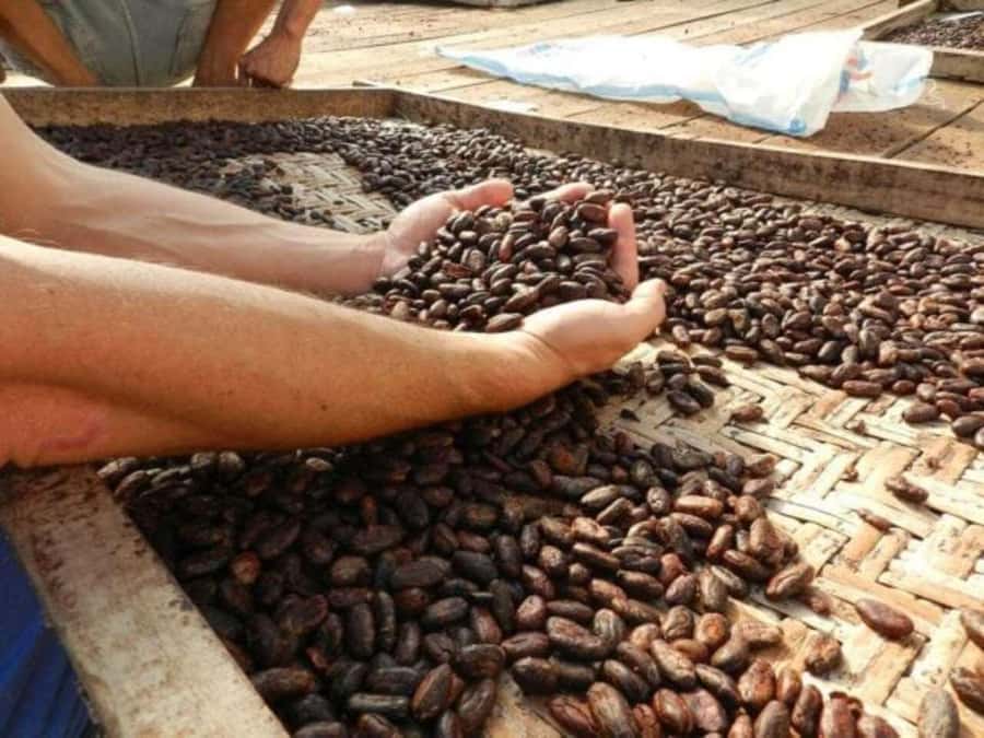 Ubud: Chocolate Workshop, Class & Tasting - The cacao plantation setting