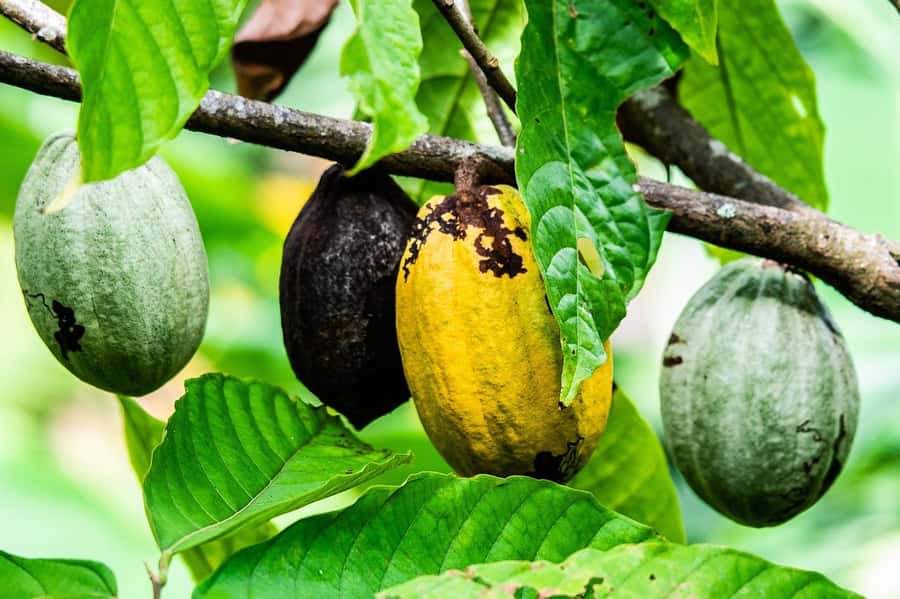 Visit Aburi Garden, Tetteh Quarshie Cocoa Farm & Waterfall - Key points to know before you book