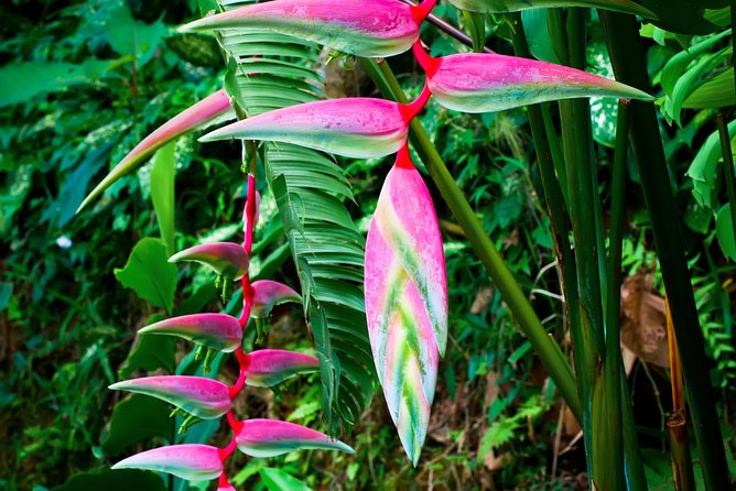 Waterfall, #1 On The Road to Hana, With Chocolate tour Historical - What $139.99 buys you