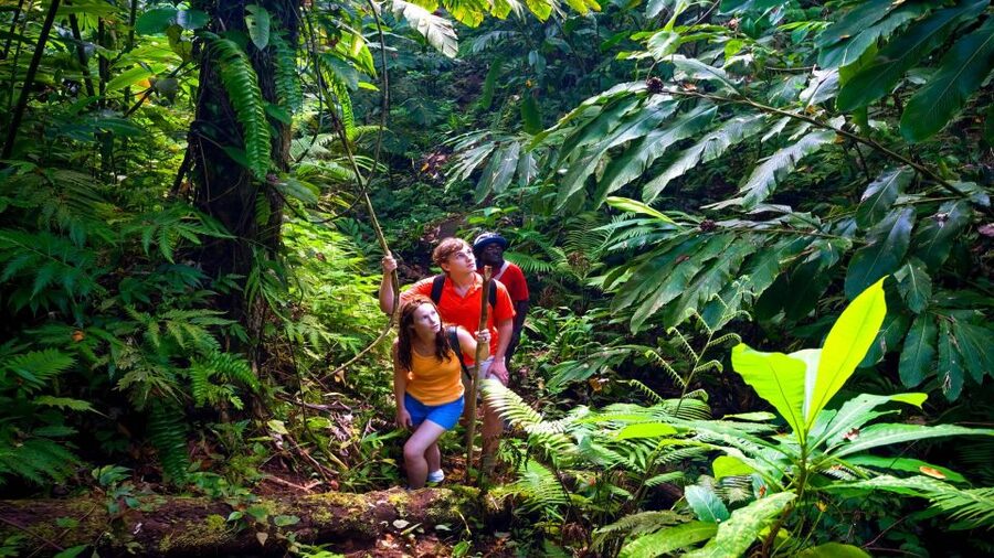 Waterfall, Chocolate Tour, Rainforest, Royal Historical - Key points at a glance