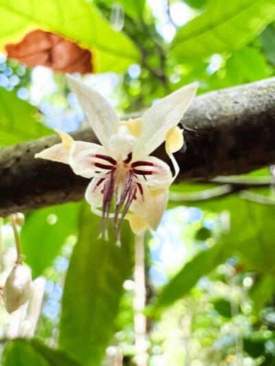 Waterfall, Chocolate Tour, Rainforest, Royal Historical