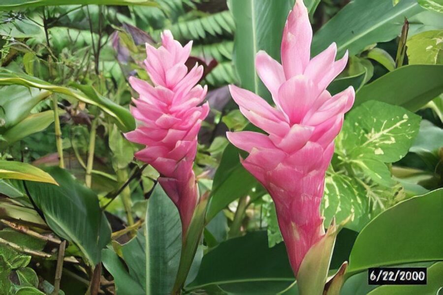 Waterfall, Chocolate Tour, Rainforest, Royal Historical - Exploring an ancient royal garden